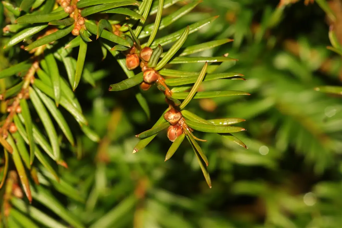 © Richard Vandersteen